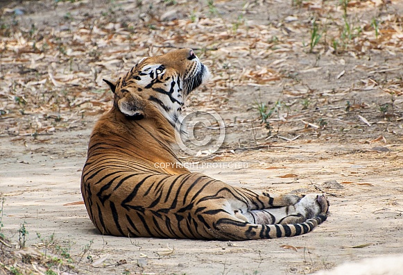 Royal Bengal Tiger
