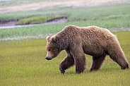 Alaska Peninsula Brown Bear or Coastal Brown Bear in the Rain