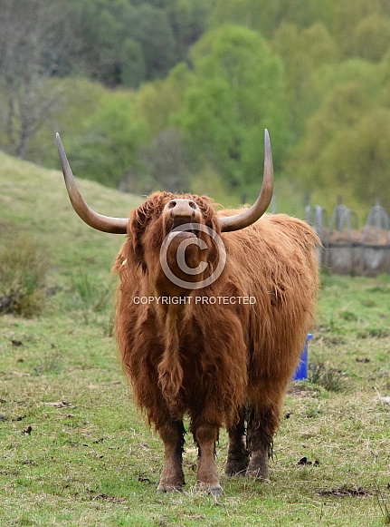 Highland Cow