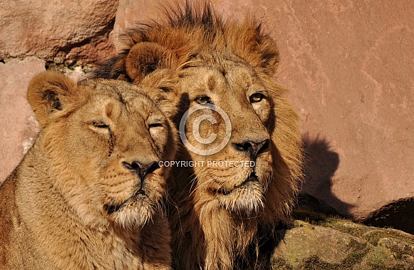 asiatic Lion Family