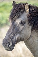 Konik horse (Equus ferus caballus)