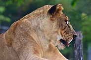 Lioness Posing