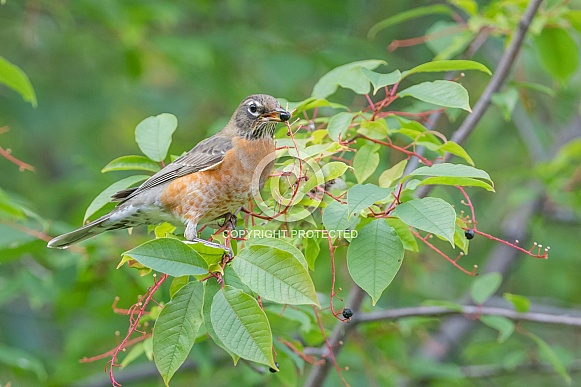 American Robin eating Chokecherries American Robin eating Chokecherries