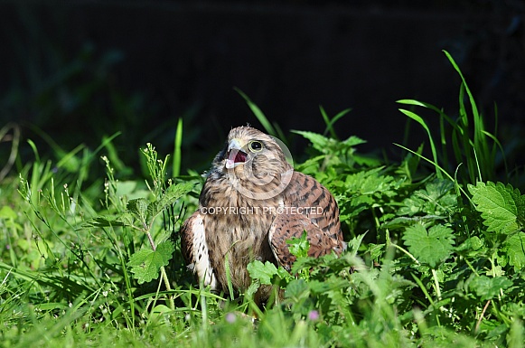 Common Kestrel Fledgling (Falco tinnunculus