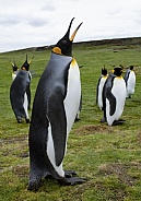 King Penguins - Falkland Islands