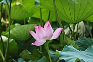 Pink Lotus Flower (Nelumbo nucifera)