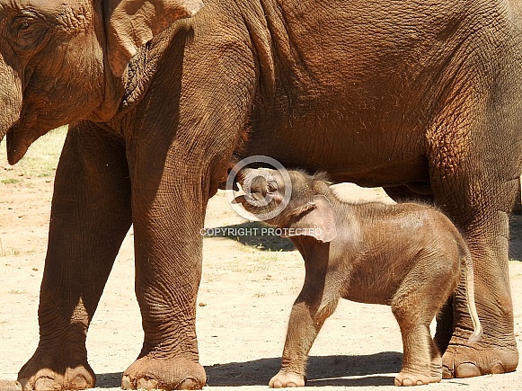 Asian Elephant Calf Asian Elephant Calf