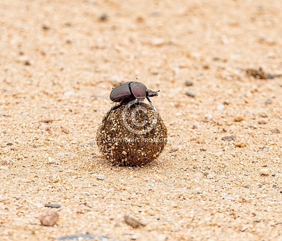 Dung Beetle