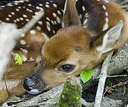 White tailed Deer