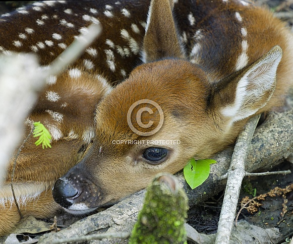 White tailed Deer
