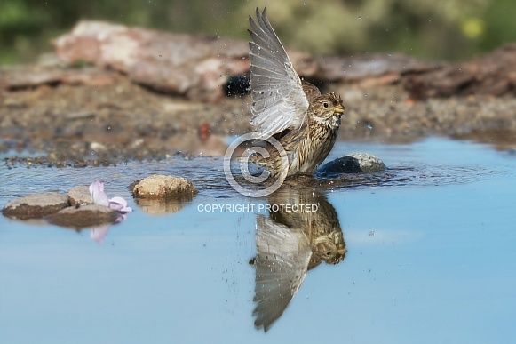Corn bunting