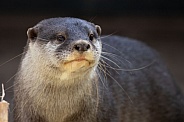 Asian small-clawed otter