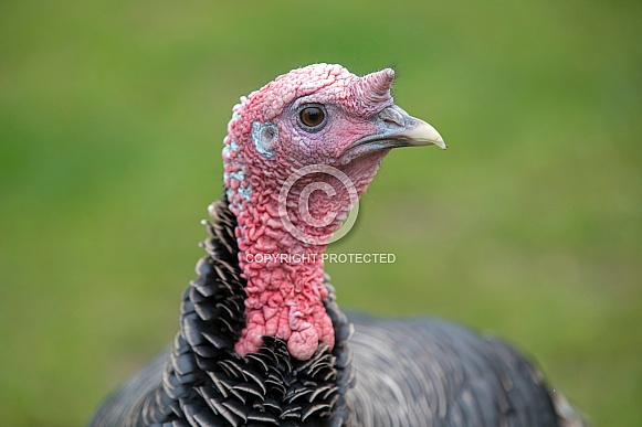 Wild turkey (Meleagris gallopavo)