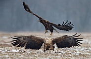 White tailed eagle or European Eagle