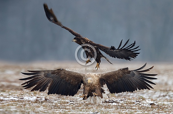 White tailed eagle or European Eagle