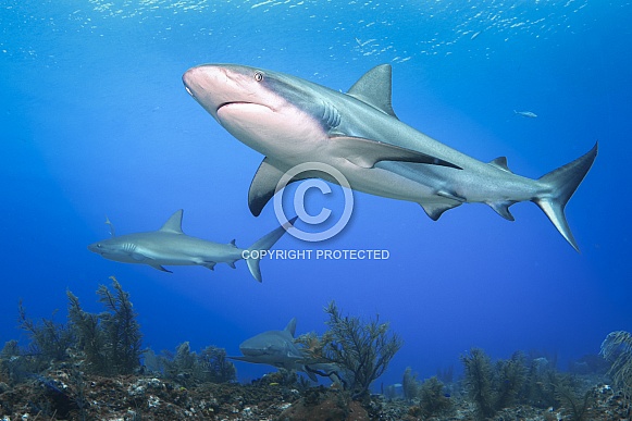 Reef Shark