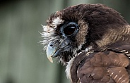 Malaysian Wood Owl Side Profile Face Shot