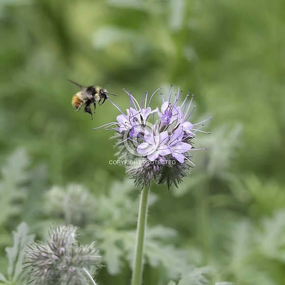 Tricolored Bumblebee Attracted to Lacy Phacelia or Scorpion Weed