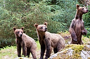 Three wild grizzly bear cubs