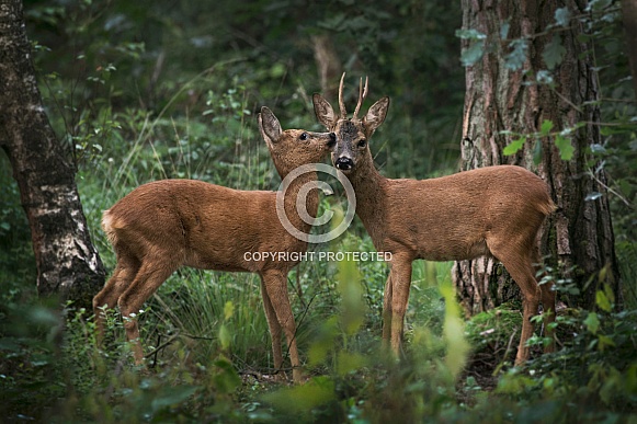 Roe Deer Roe Deer
