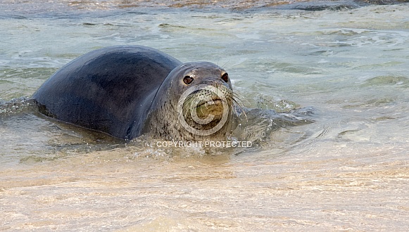 Hawaiian Monk Seal Hawaiian Monk Seal