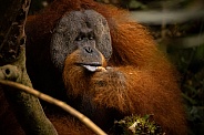 Sumatran orangutan in the jungle.