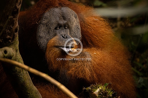 Sumatran orangutan in the jungle.