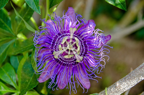 Passion Flower Passion Flower