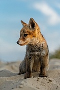 Red Fox cub in nature