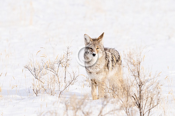 Coyote in Yellowstone on the hunt for a rabbit