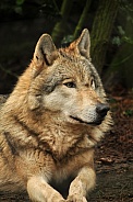 Grey Wolf (Canis lupus)