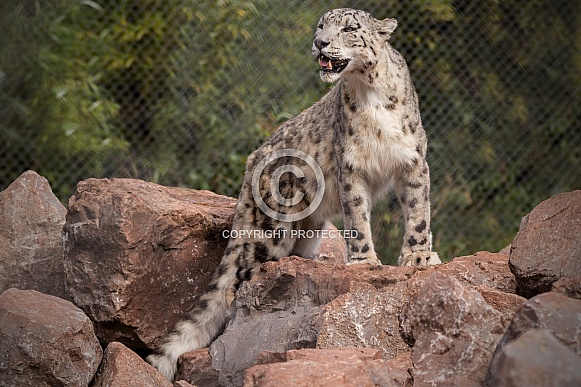 Snow Leopard Standing On Rocks Full Body
