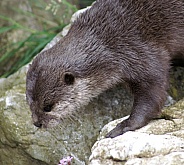 Asian short clawed otter