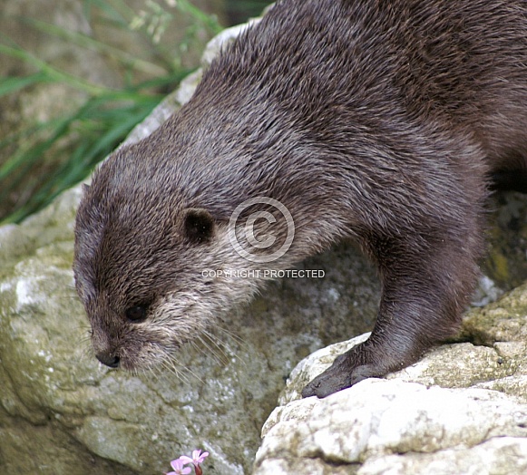 Asian short clawed otter