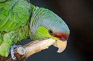 Lilac-crowned Amazon Parrot