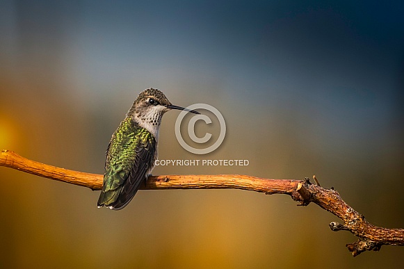 Taken a Break in the Late Evening Sun Taken a Break in the Late Evening Sun