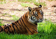 Sumatran Tiger