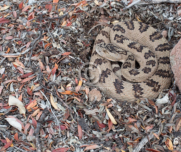Great basin rattlesnake,Crotalus oreganus lutosus