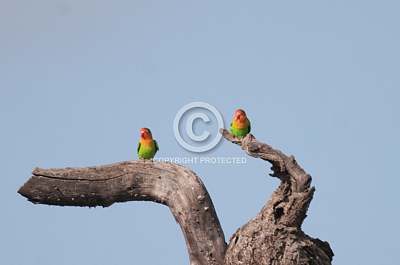 Fischer's Lovebirds Fischer's Lovebirds