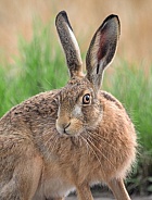 Brown Hare