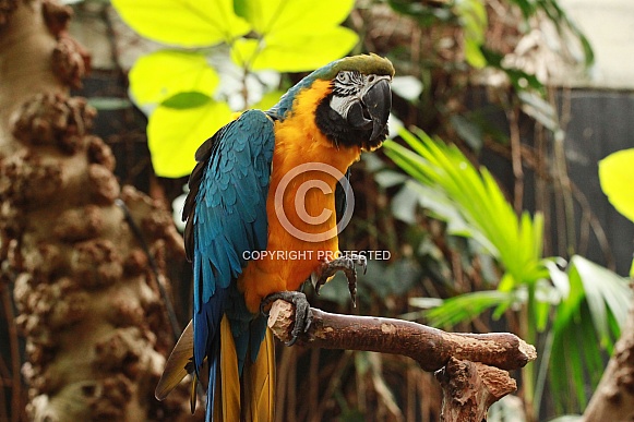 Blue and Gold Macaw