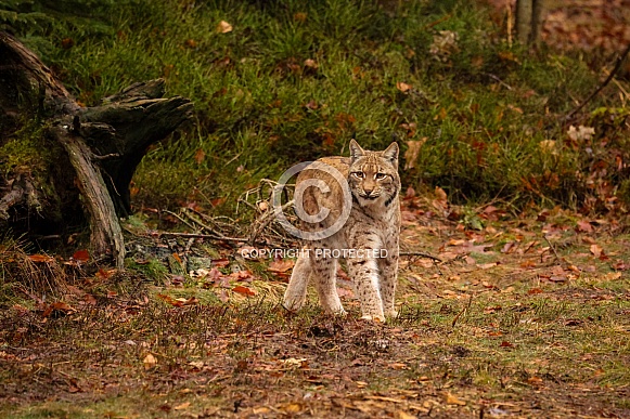 Eurasian lynx in the nature habitat. Beautiful and charismatic animal. Wild Europe. European wildlife. Animals in european forests. Lynx lynx.