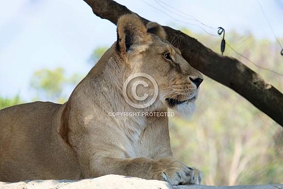 African Lion