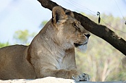 African Lion
