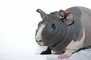 Guinea Pig - 'Skinny Pig'