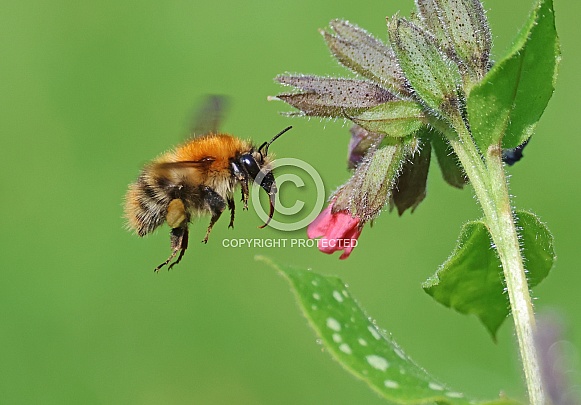 Common Carder Bee