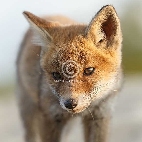 Red fox cubs