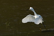 Snowy Egret taking flight