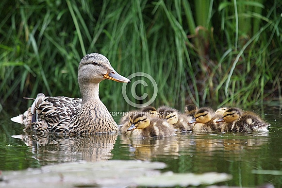 The mallard or wild duck (Anas platyrhynchos) The mallard or wild duck (Anas platyrhynchos)