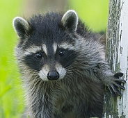 Raccoons